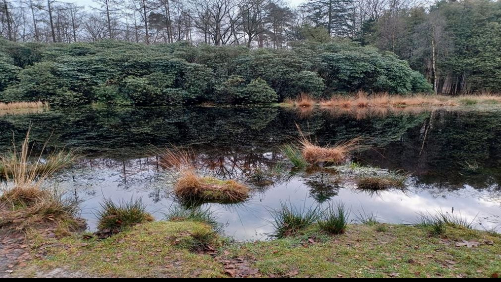 Foto: Natuurherstel Zandenbosvennen Nunspeet start in september
