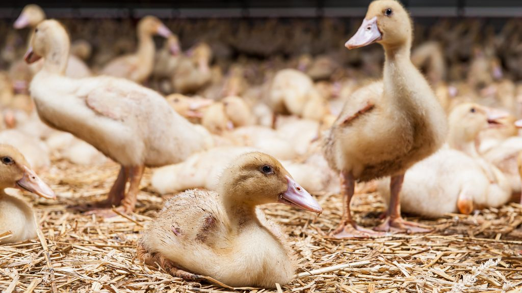 Foto: Vogelgriep duikt weer op, eendenbedrijf voor tweede keer geruimd