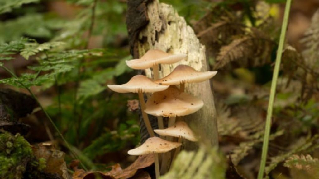 Foto: Paddenstoelenwandeling op landgoed Staverden