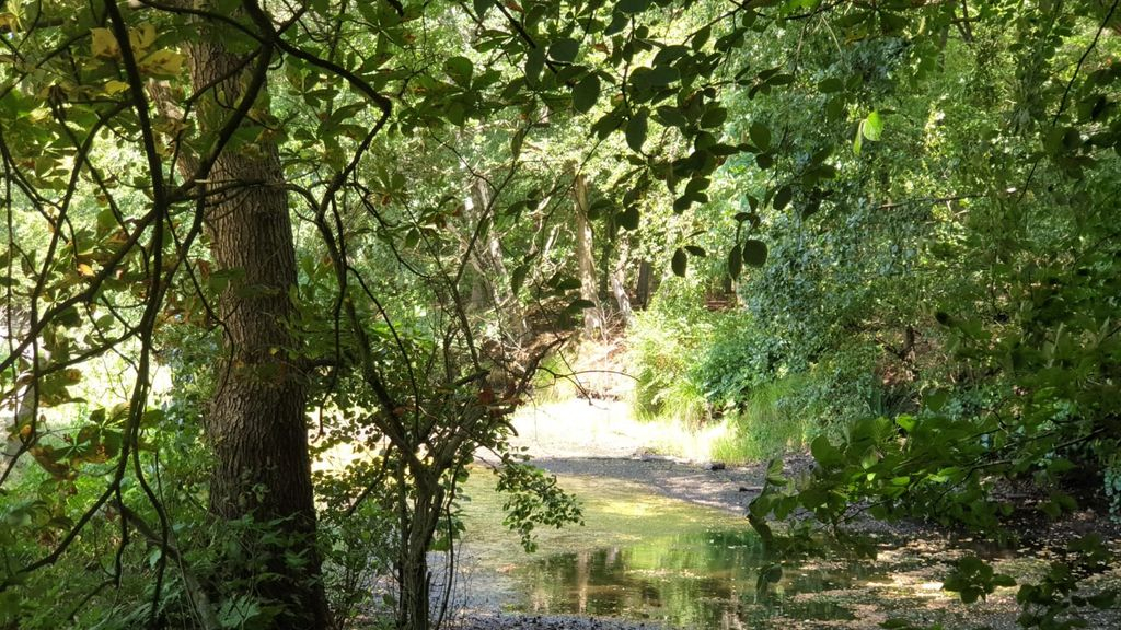 Foto: Onttrekkingsverbod oppervlaktewater Veluwe vanwege aanhoudende droogte