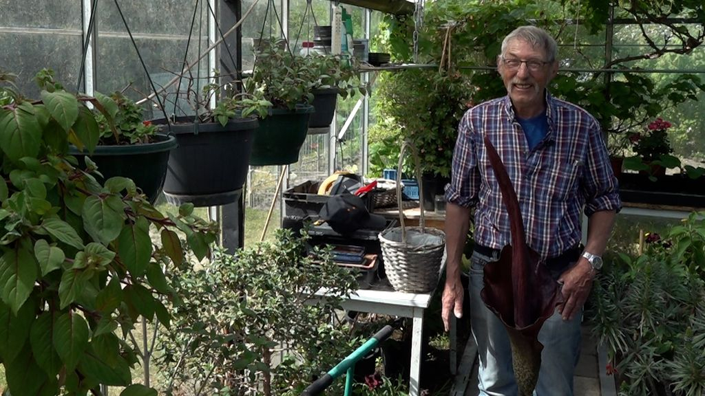 Foto: Penisplant van Henk staat in bloei: 'Hij stinkt naar rotte vis'