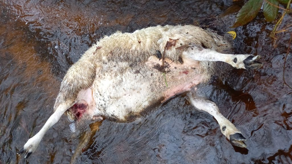Foto: Elf schapen doodgebeten, was het een wolf of een hond?