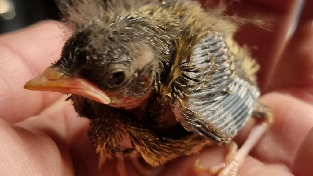 Foto: Dierenambulance druk met jonge nestverlaters:  “Soms wel twintig telefoontjes per dag”