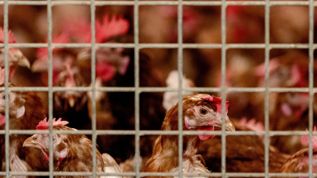 Foto: 34.000 kippen geruimd, opnieuw vogelgriep op bedrijf