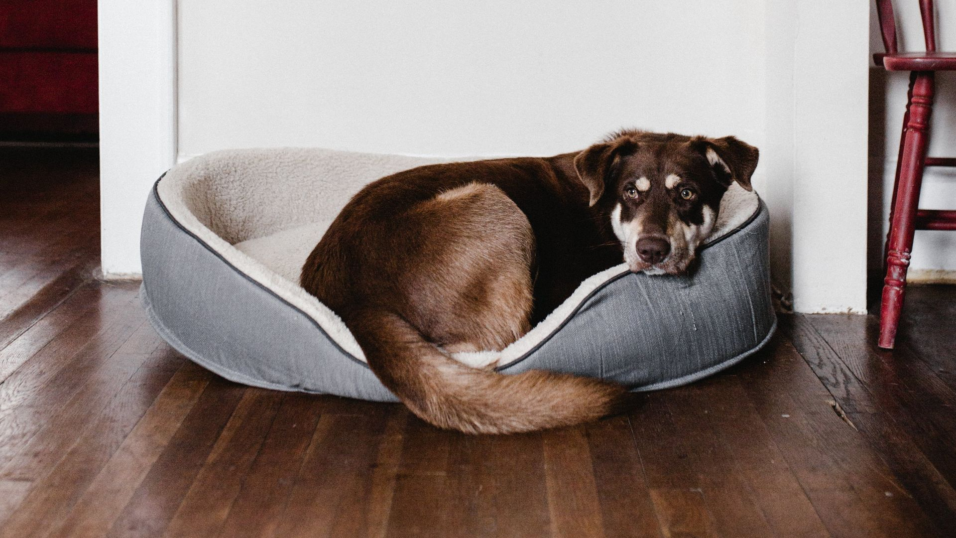 Foto: Dieren en Vuurwerk: zo help je angstige huisdieren