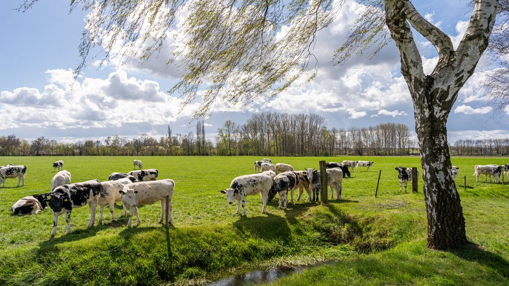 Foto: Eindelijk lenteweer op komst, temperatuur richting 20 graden (en nachtvorst)