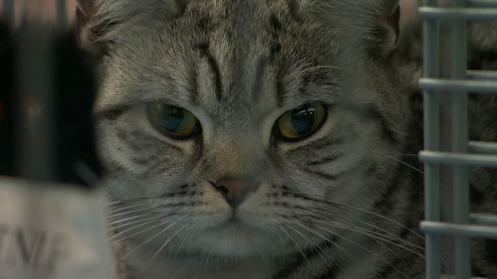 Foto: Groot, klein, zacht, maar wie heeft nou de mooiste kat? 'Ik ben verliefd op mijn Pers'