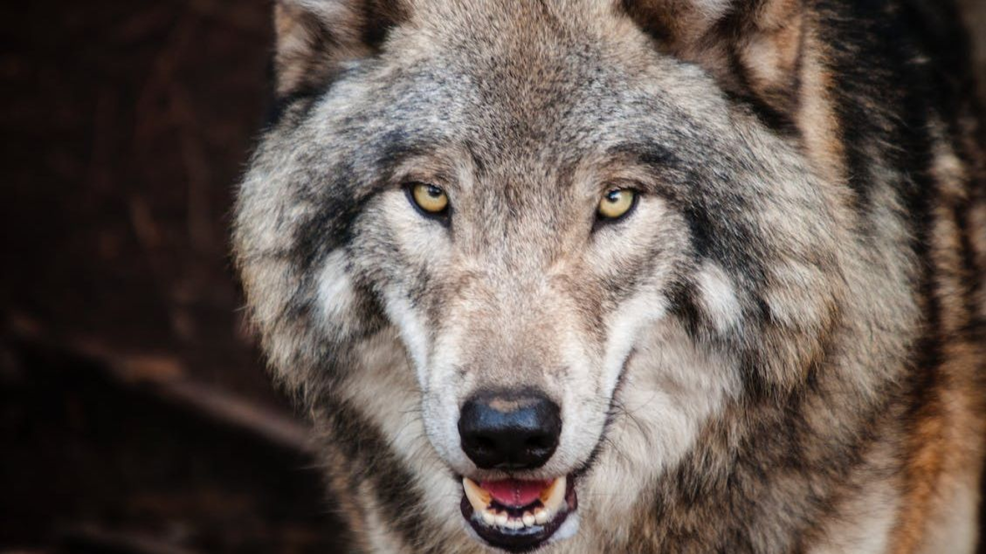 Foto: Na vier aanvallen subsidie wolfwerende maatregelen open voor Elburg