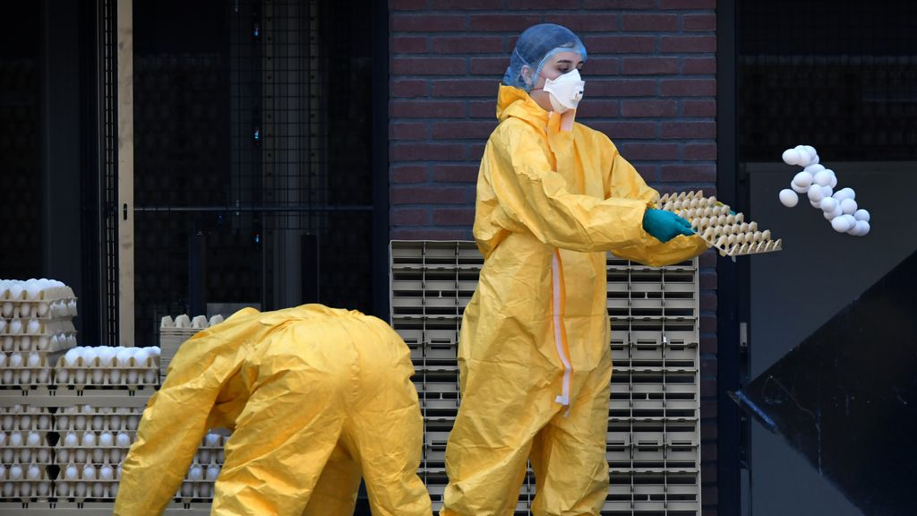 Foto: Vogelgriep duikt op in Gelderse Vallei: 'Dit heeft een enorme impact'