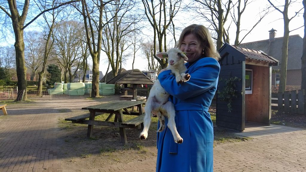 Foto: Burgemeester adopteert eerstgeboren lammetje van schaapskudde Elspeet