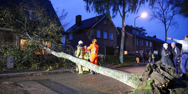 Foto: Storm Ciarán houdt huis: bomen omver en wegen afgezet