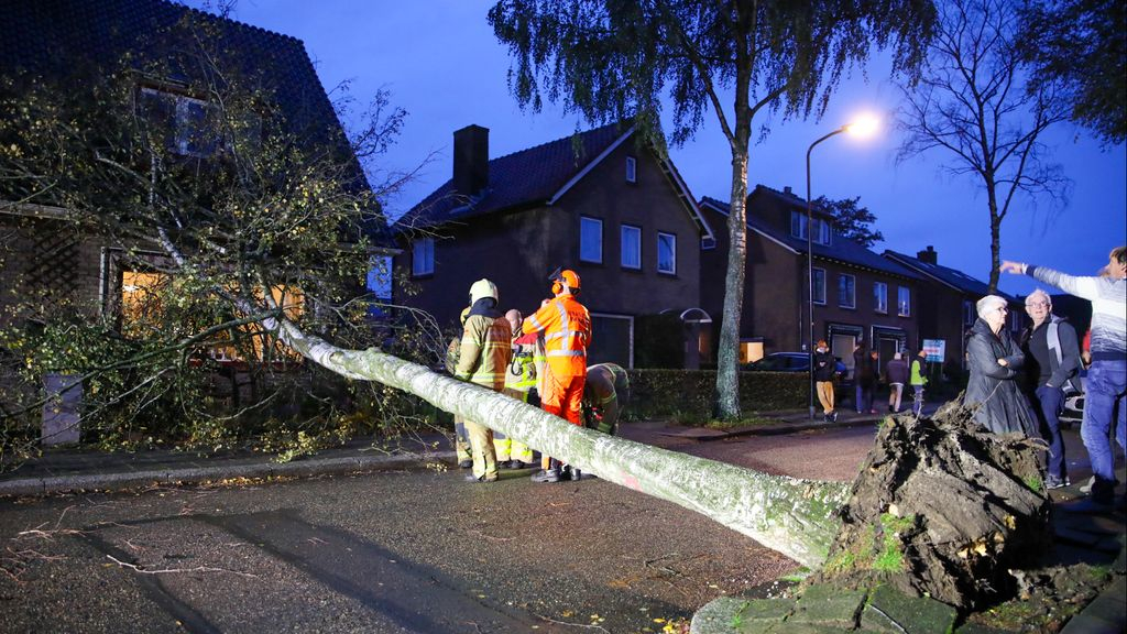 Foto: Storm Ciarán houdt huis: bomen omver en wegen afgezet