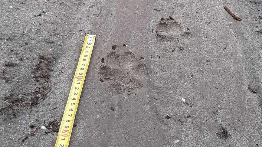 Foto: Wolvenspoor gevonden achter de Waschkolk Nunspeet