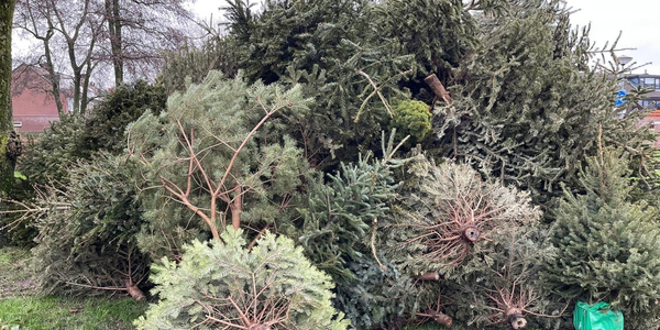 Foto: Kerstbomen inleveractie groot succes