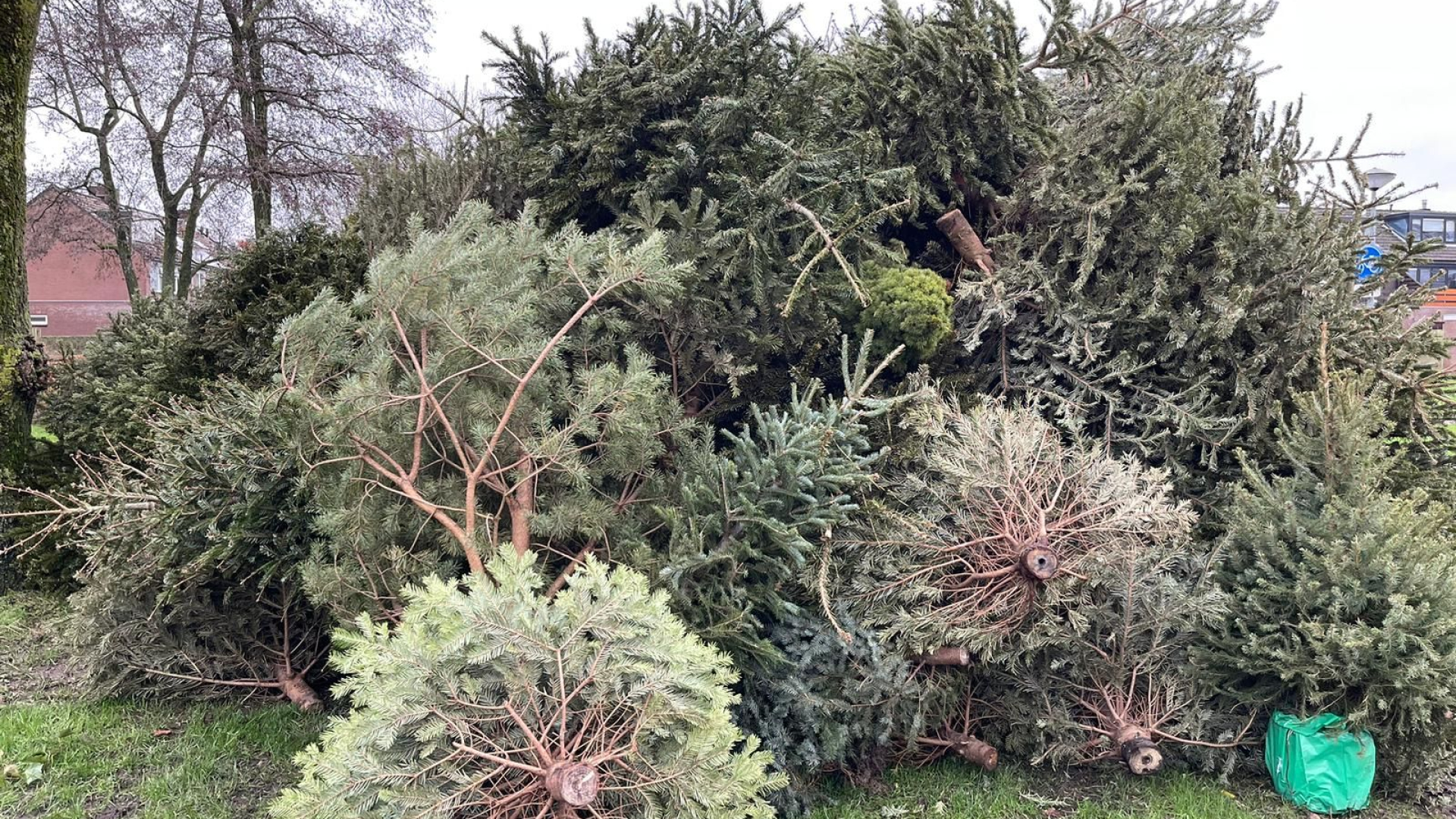 Foto: Kerstbomen inleveractie groot succes