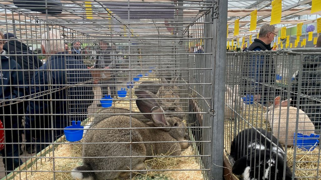 Foto: Kleine mannelijke dieren kunnen weer gekeurd worden bij de Veluwemeershow