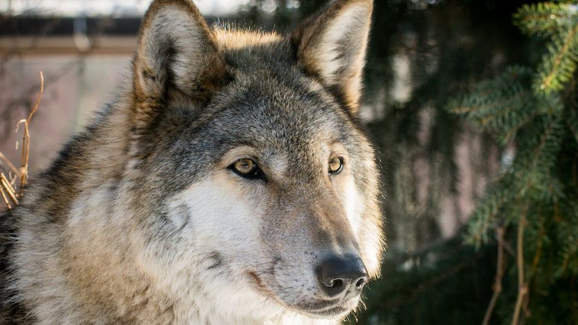 Foto: Wolfwaarnemingen in gemeente Elburg leiden tot verlenging subsidiemaatregelen