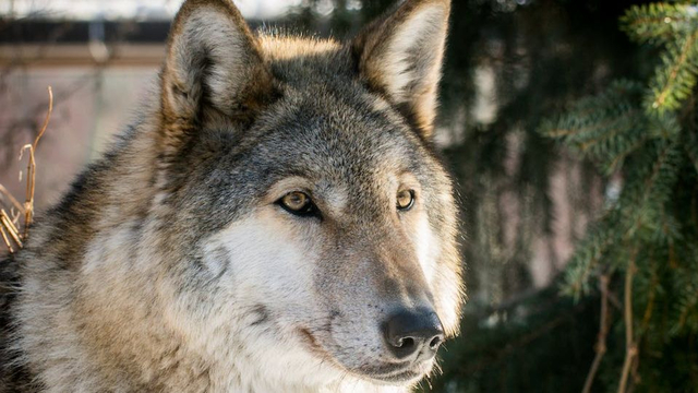 Foto: Wolfwaarnemingen in gemeente Elburg leiden tot verlenging subsidiemaatregelen