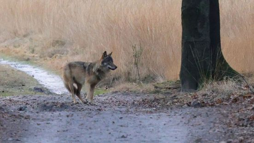 Foto: Meer wolvenwelpen, wordt het dringen op de Veluwe?