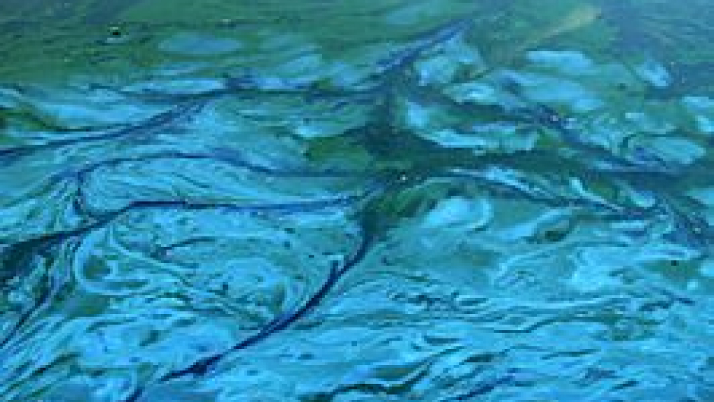 Foto: Blauwalgen bij Strand Nulde