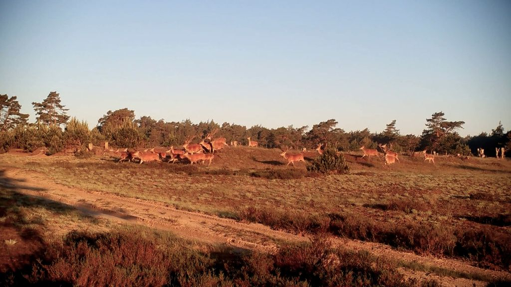 Foto: 'Er zijn meer wolven op de Veluwe dan wij denken'