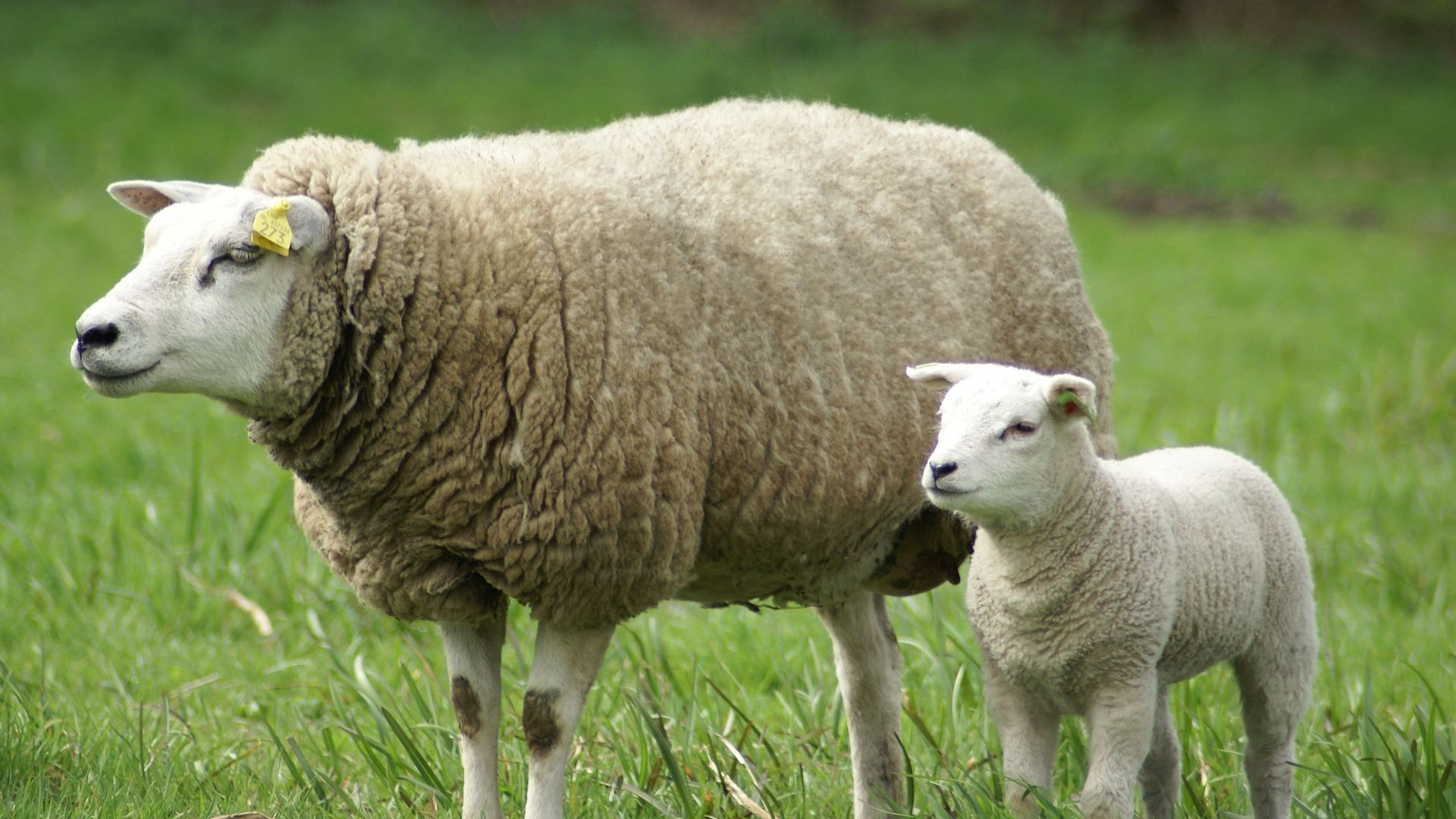 Foto: Zorgen over blauwtongvirus in Barneveld