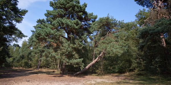 Foto: Lange dagwandeling de Sysselt