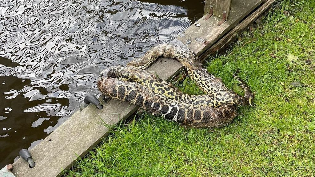 Foto: Dode slang gevonden in de haven van Elburg