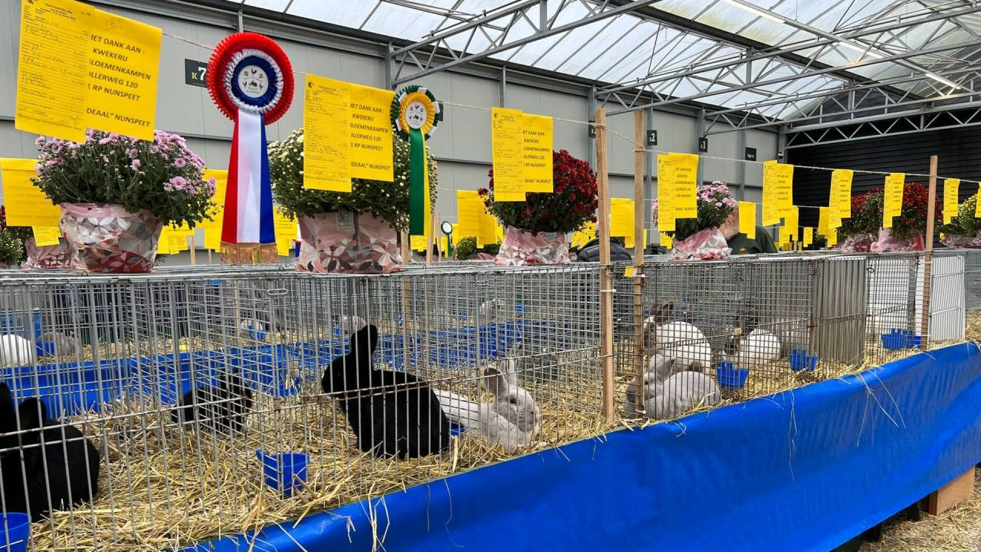 Foto: K.D.S. 'Ons Ideaal' houdt Clubshow