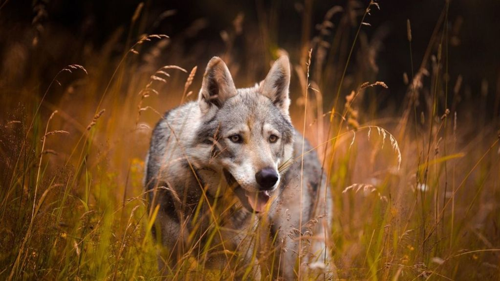 Foto: Wolven doodgereden door treinen