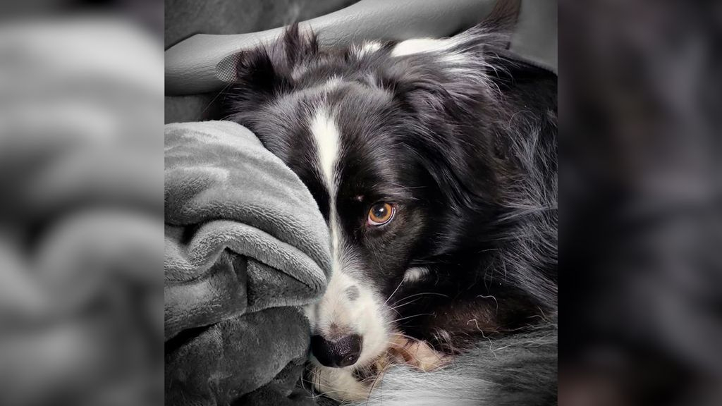 Foto: Hond Mave overleefde 7 weken in het bos, op vlucht voor vuurwerk