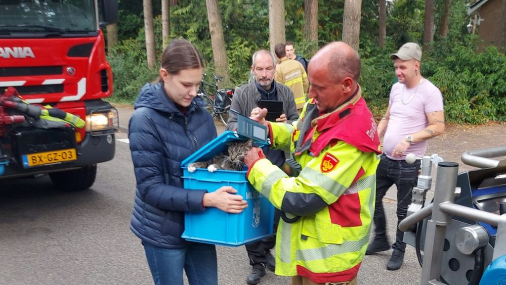 Foto: Brandweer haalt kat uit de boom