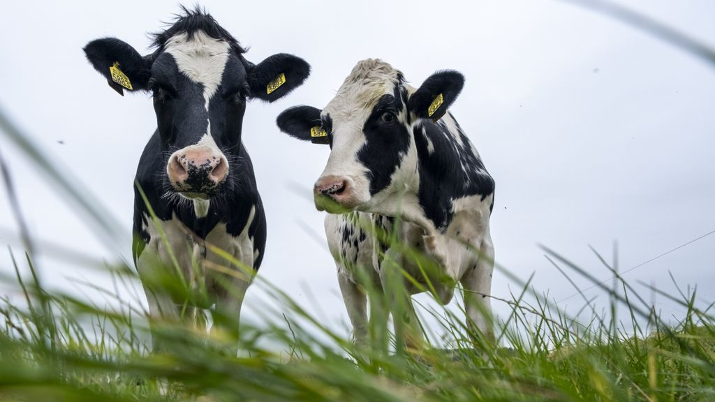 Foto: Koeiensterfte op boerderij Noordeinde blijft mysterie