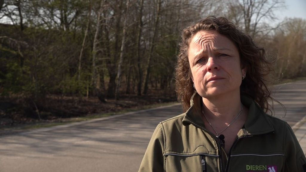 Foto: Dierenambulance waarschuwt voor kadavers door vogelgriep