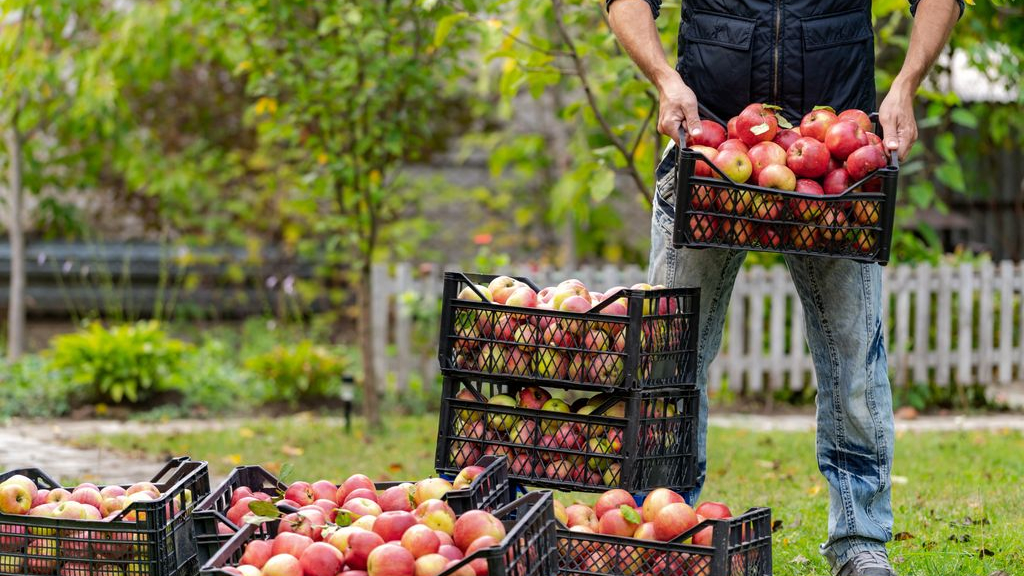 Foto: Help mensen met een laag inkomen aan appels via de Harderwijkse Uitdaging