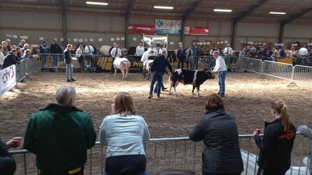 Foto: Koeien door de keuring