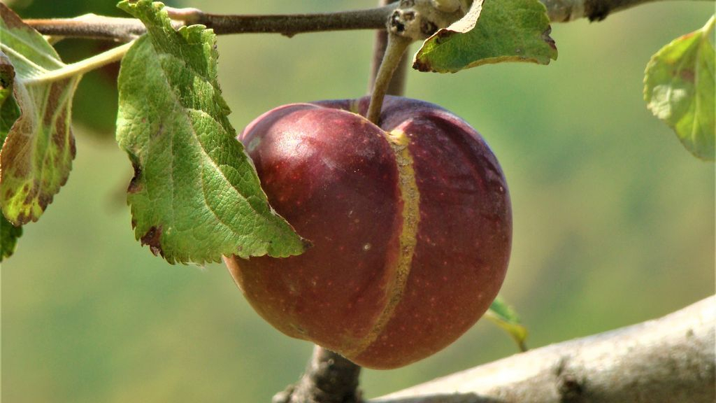 Foto: Groen licht voor pluktuin aan de Merelweg in Elspeet