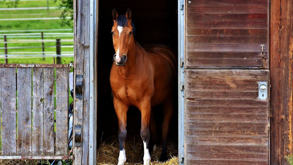 Foto: Manege Belvédère gebruikt aangekochte grond voor uitbreiding