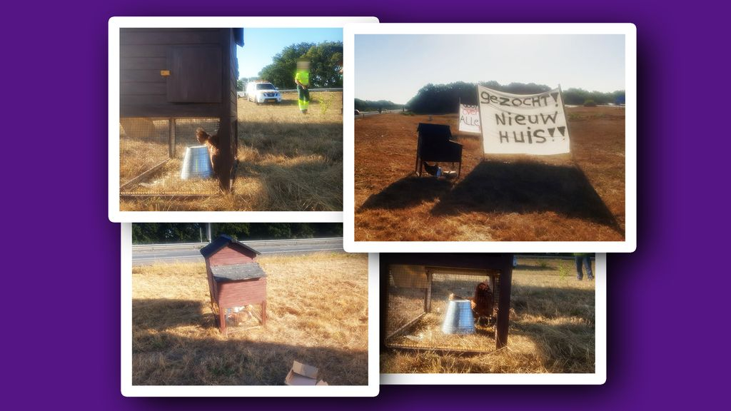 Foto: Kippen langs snelweg geplaatst als boerenprotest: 'Voor niemand goed'