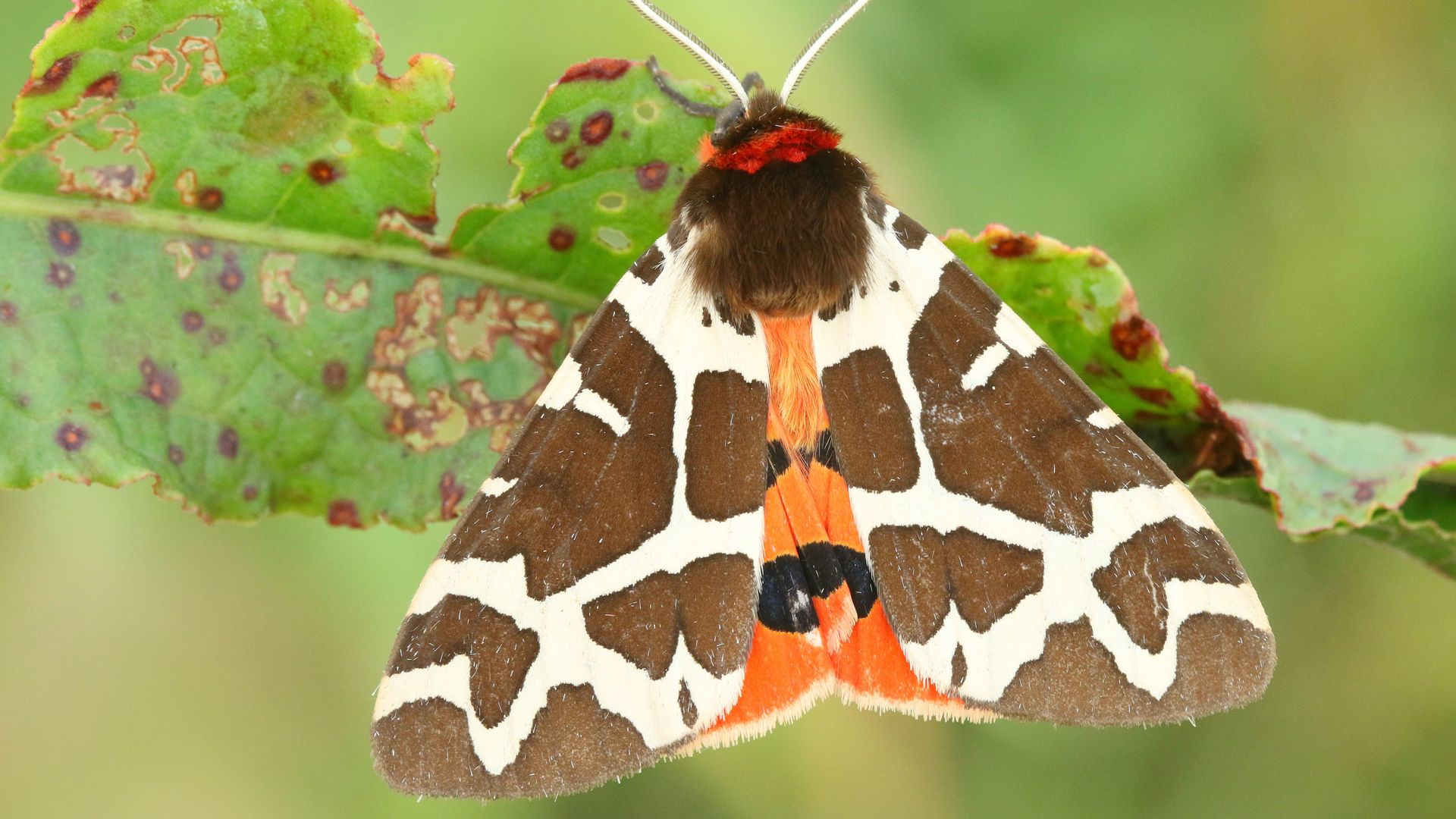 Foto: Wel eens gehoord van de Nationale Nachtvlindernacht?