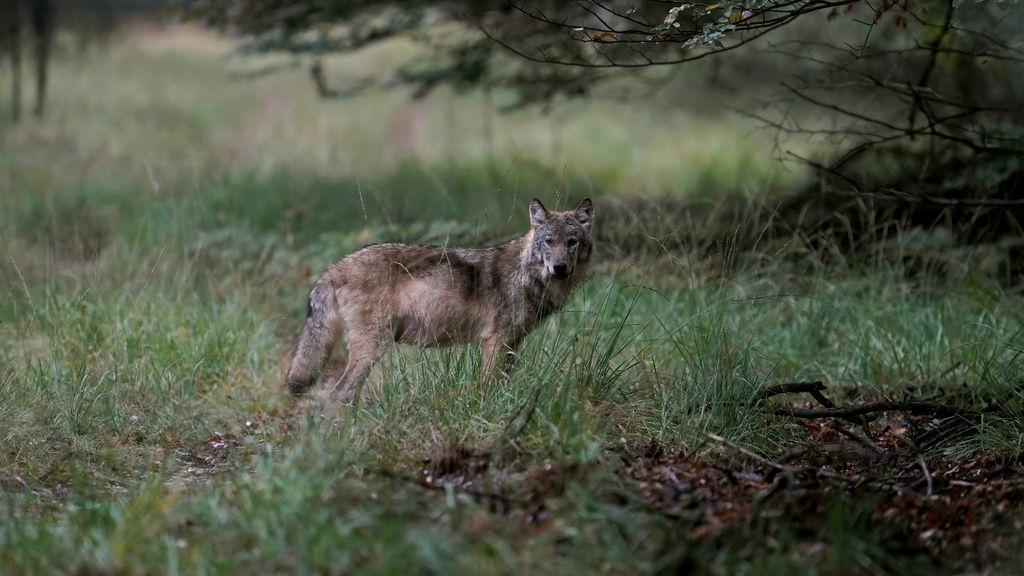 Foto: Veluwe zit al bijna vol met wolven: 'In uiterste geval doden ze elkaar'