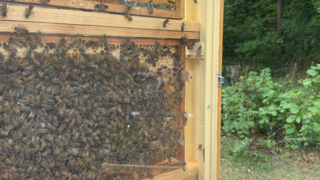 Foto: Tussen de bloemen, planten, bijen en imkers. De open dag van de bijen natuurtuin