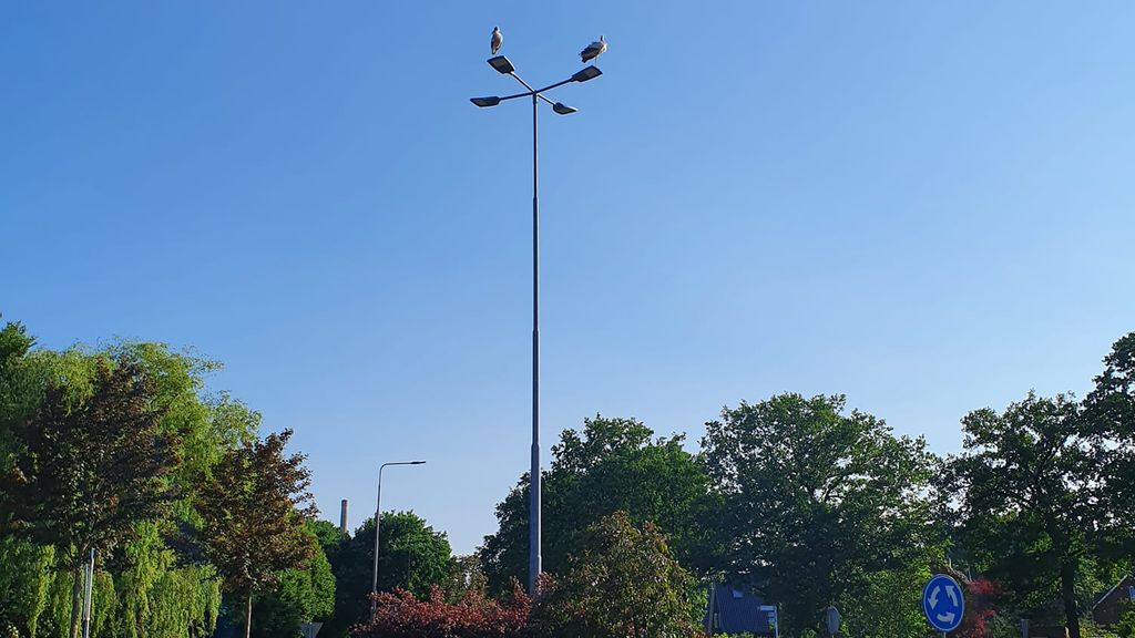 Foto: Ooievaars keren terug op dezelfde rotonde