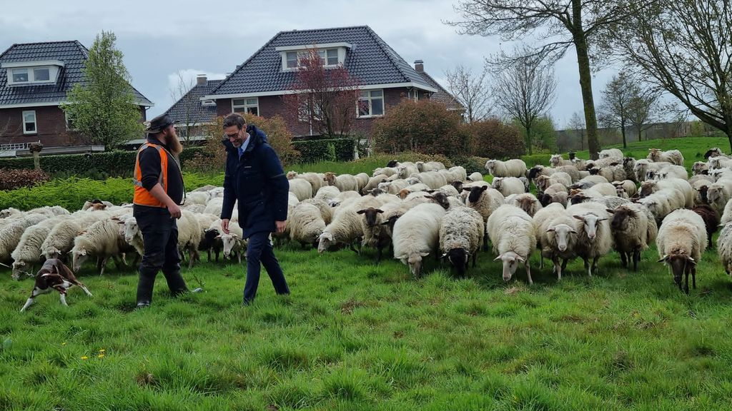 Foto: Schapen terug in wijk Corlaer