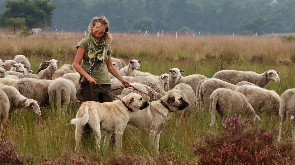 Foto: Schaapherder Daphne durft na aanval wolven weer de hei op