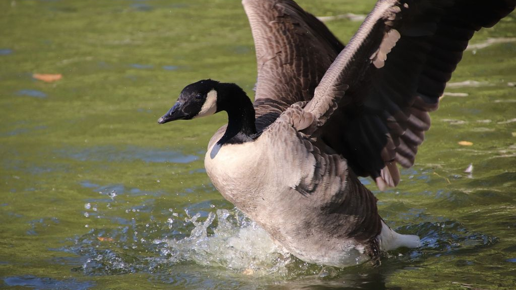 Foto: Vogelgriep slaat toe in Nijkerkse polder