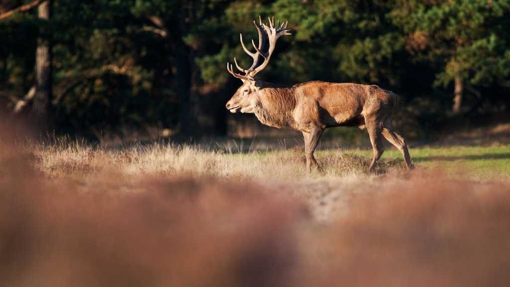 Foto: Regen in de zomer? Dit is hét moment om wild te spotten
