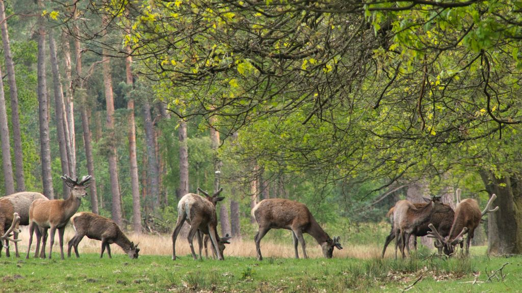 Foto: Doelstellingen wildafschot in gemeente Nunspeet behaald