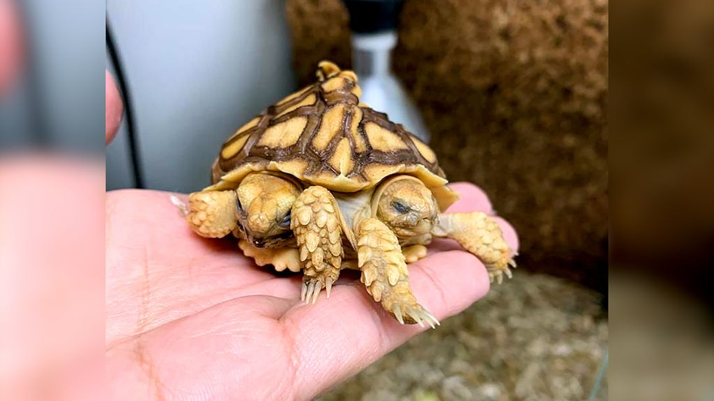 Foto: Zo gaat het nu met de wereldberoemde Gelderse schildpad