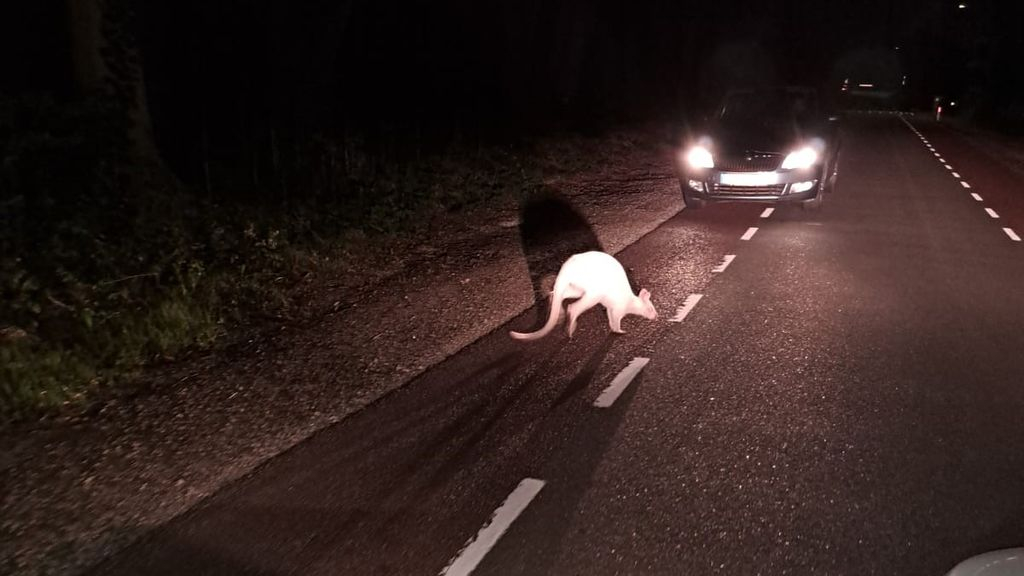 Foto: Hennie staat opeens oog in oog met een witte wallaby